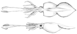 Der Koloss-Kalmar: Kalmare verfügen im Gegensatz zu den achtarmigen Kraken über zehn Arme und sind aufgrund ihrere Rückenplatte weniger beweglich als die knochenlosen Kraken